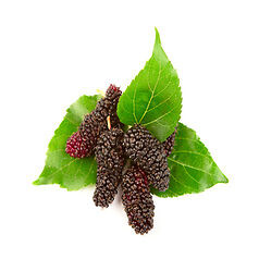Mulberries (शहतूत)                     250gm