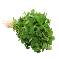Fenugreek (मैथी पत्ता)          250gm