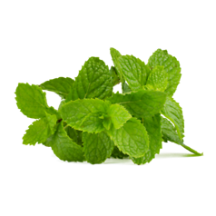 Mint (पुदीना)                 250gm